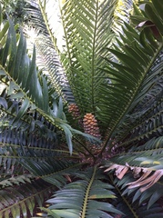 Encephalartos lebomboensis