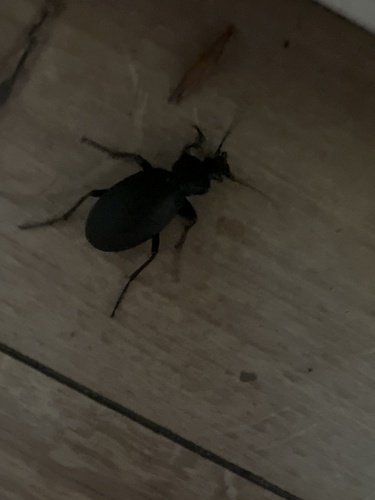 Leather Beetle