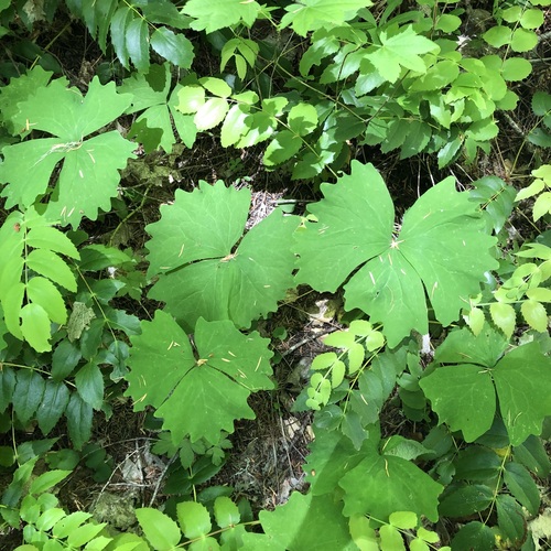 Achlys californica, photograph 4