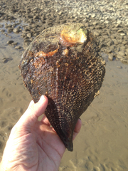 Pinnidae