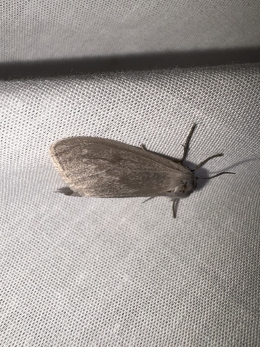 Milkweed Tussock Moth
