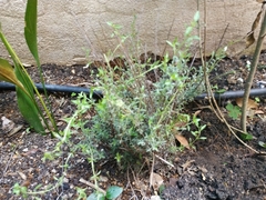 Origanum majorana
