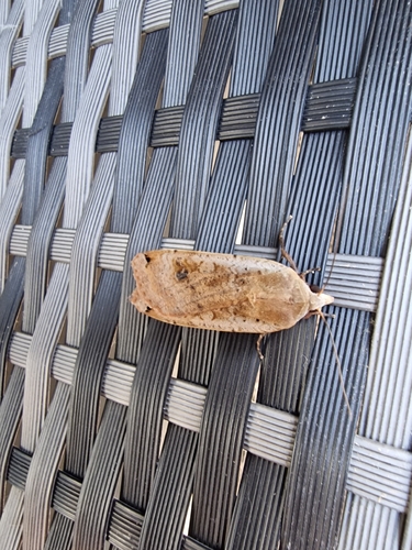 Large Yellow Underwing