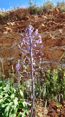 Scilla hyacinthoides