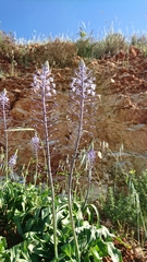 Scilla hyacinthoides