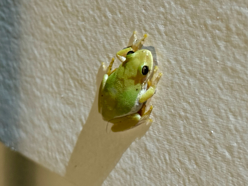 Squirrel Tree Frog