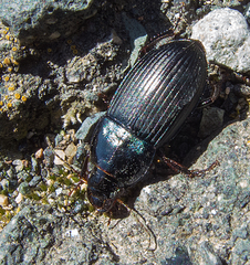 Harpalus caspius