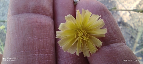 prickly lettuce