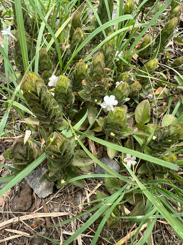 Ruellia blechum observed 2026-06-26