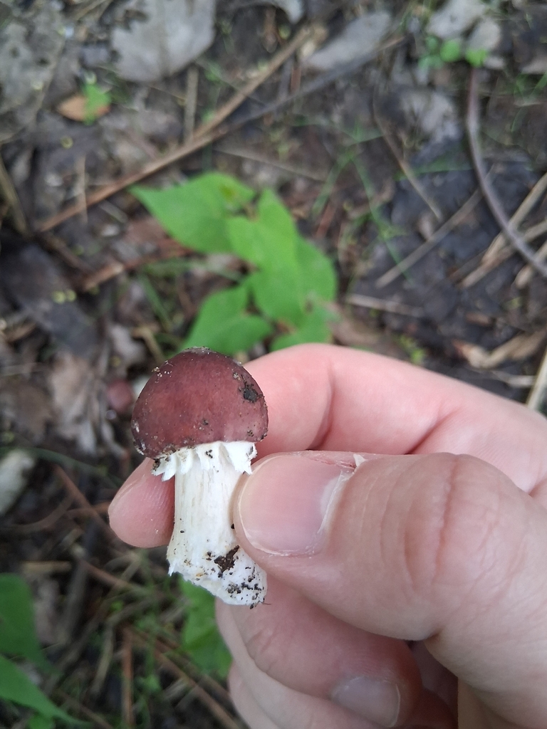 Wine-cap Stropharia · June 2026 · photo: Photo: (c) Keith Wauthy, some rights reserved (CC BY) · iNaturalist