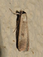 Tathorhynchus plumbea