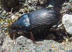 Harpalus caspius
