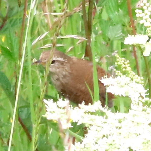 Eurasian Wren