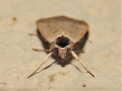 Tathorhynchus plumbea