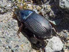 Harpalus caspius
