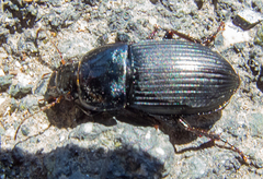 Harpalus caspius