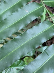 Stenochlaena palustris