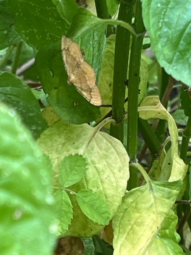 Yellow Shell Moth