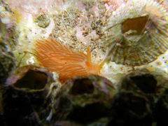 Sakuraeolis enosimensis