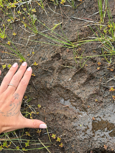 iNaturalist observation photo of American Black Bear