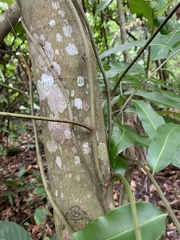 Stenochlaena palustris