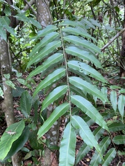 Stenochlaena palustris