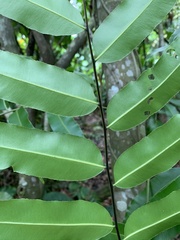 Stenochlaena palustris