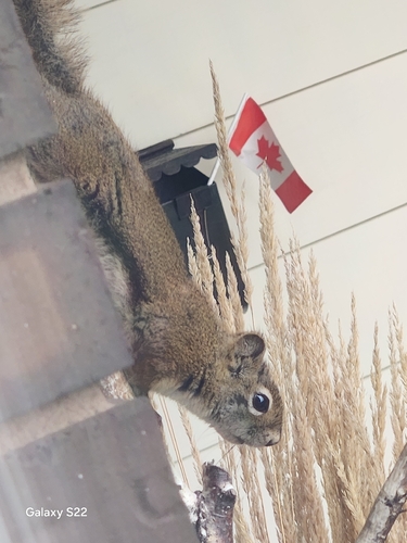 American Red Squirrel