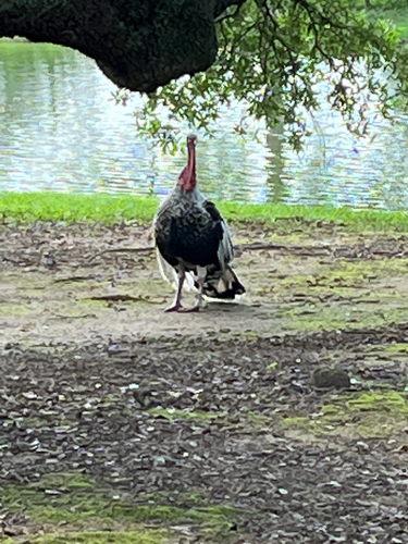 Wild Turkey