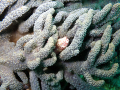 Capnella gaboensis