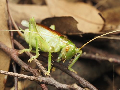 Radigryllacris japonica