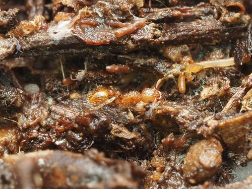 Tetramorium nipponense