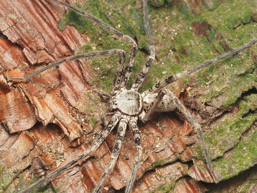Sinopoda forcipata