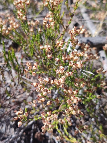 Erica umbellata