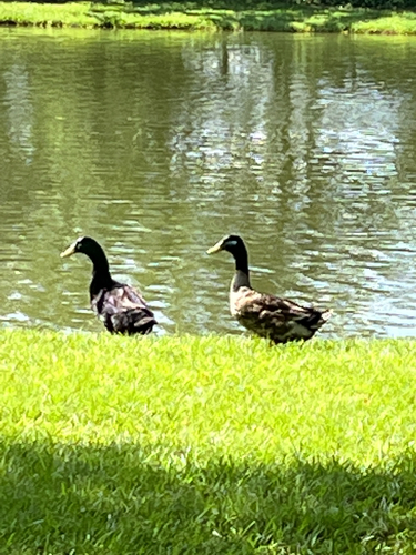 Domestic Mallard