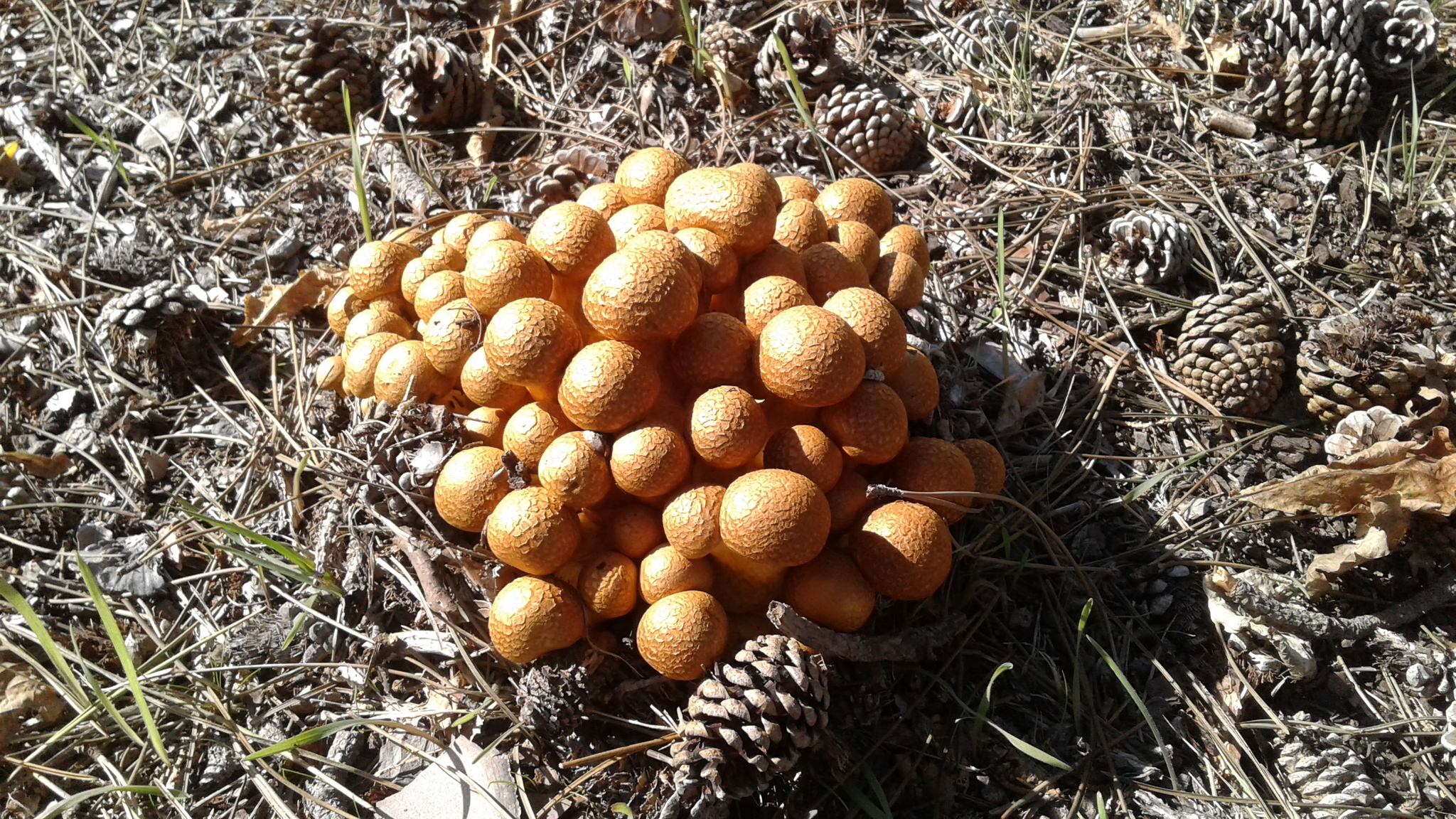 Gymnopilus junonius image