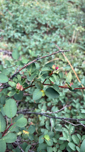 iNaturalist observation photo of Utah Serviceberry