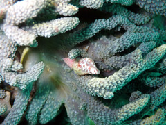 Capnella gaboensis