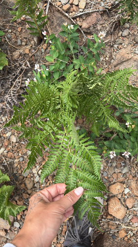 iNaturalist observation photo of common bracken