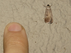 Tathorhynchus plumbea