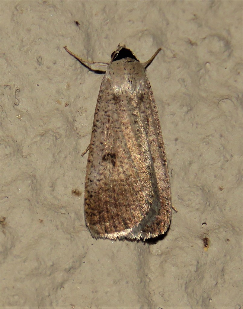 Tathorhynchus plumbea
