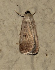 Tathorhynchus plumbea