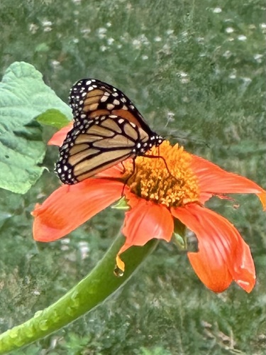 Monarch