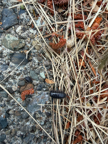 Common Pill Woodlouse