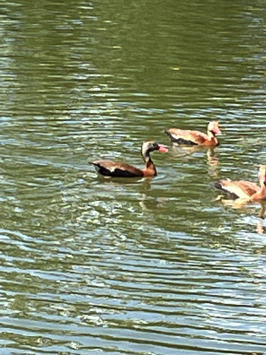 Black-bellied Whistling-Duck