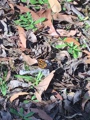 Heteronympha banksii