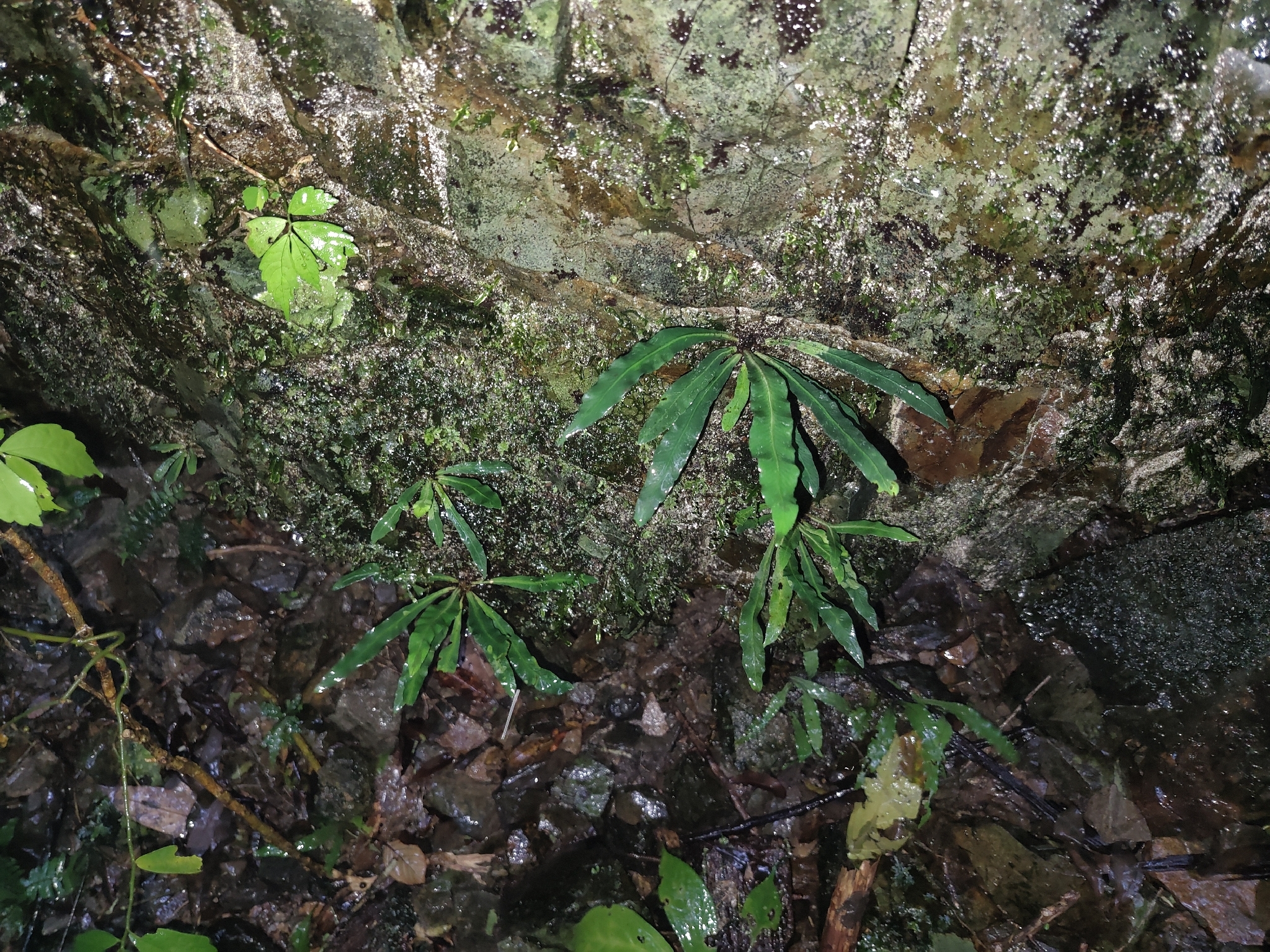 Asplenium griffithianum Hook.