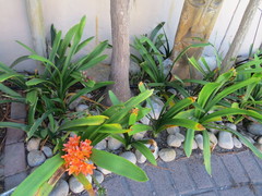 Clivia miniata miniata