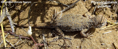 Phrynocephalus guttatus
