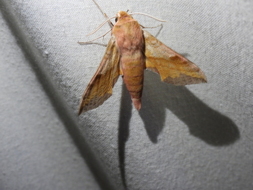 Small Elephant Hawkmoth